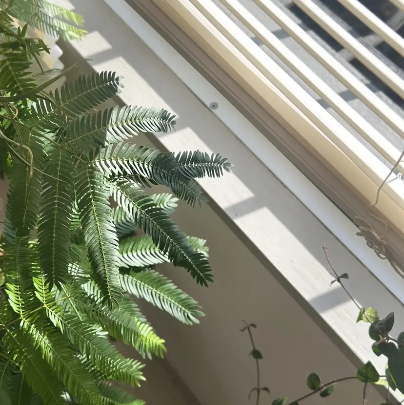 fote-自爪育成 ネイルケアサロン-の掲載