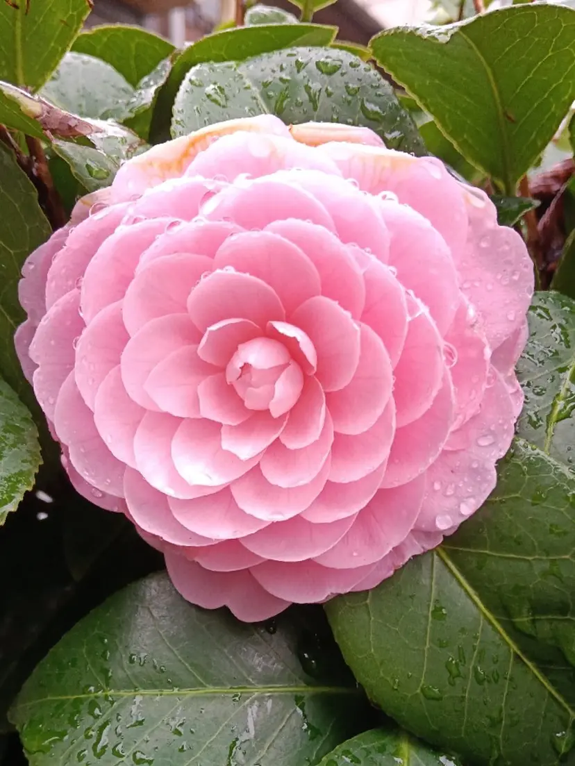 🪷千住美人🪷 女性専用の掲載