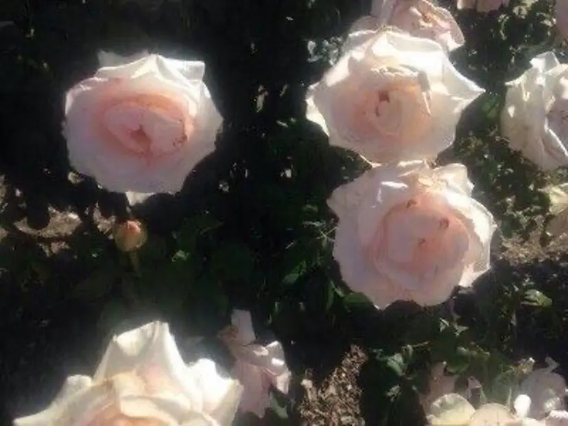 Victoria モデル募集中の掲載