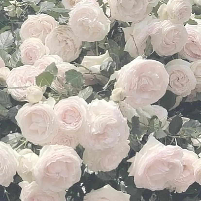 girlyhair 🤍mikuの掲載