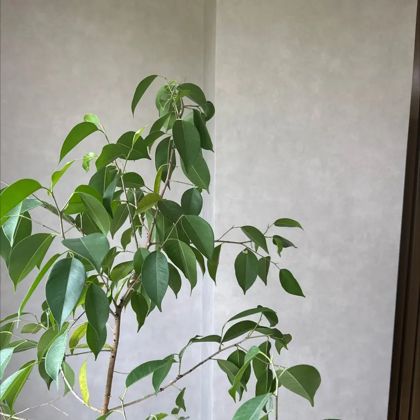 titiシェアネイル サロンharukaの掲載