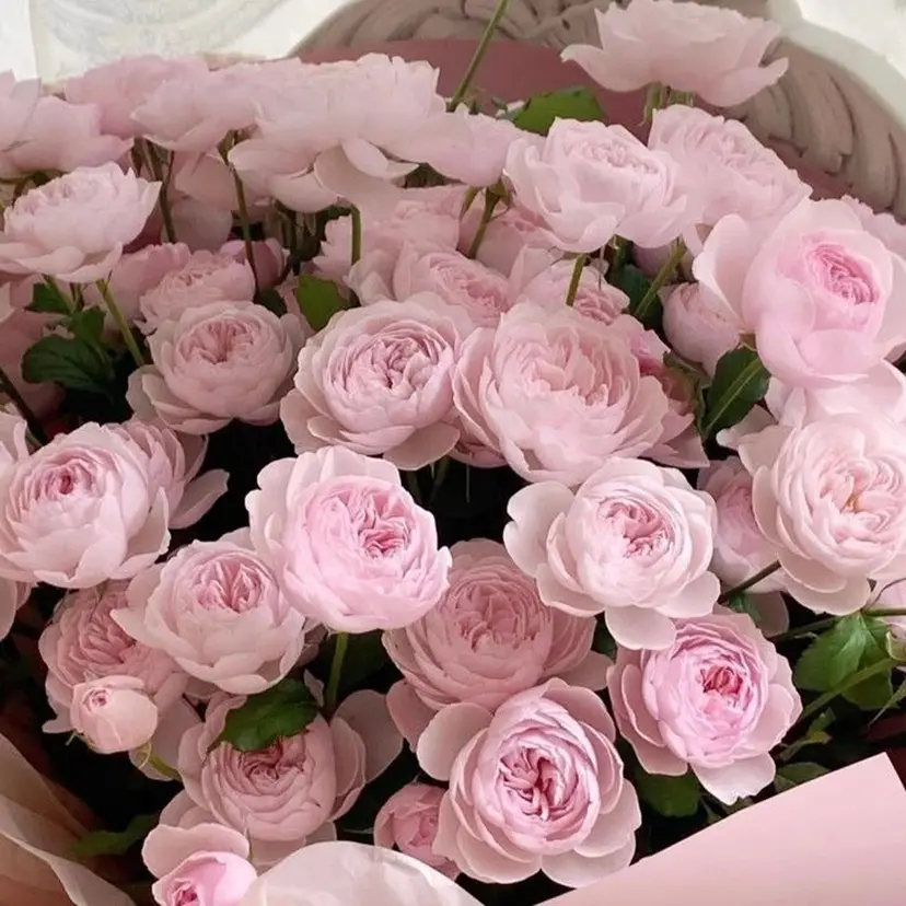 あやな 🎀の掲載