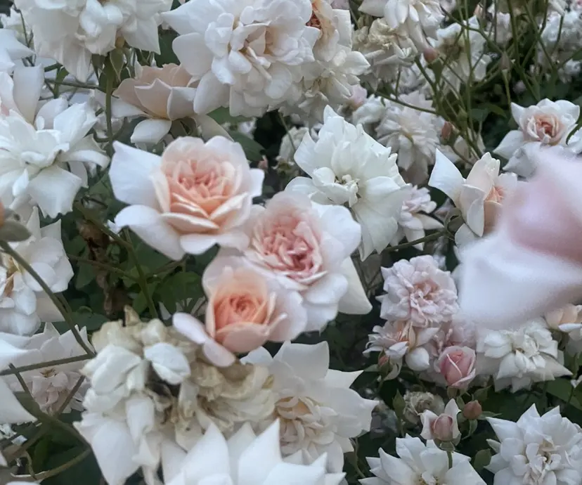 POLA R-isa 店／ｓｅｒｉ🌻の掲載