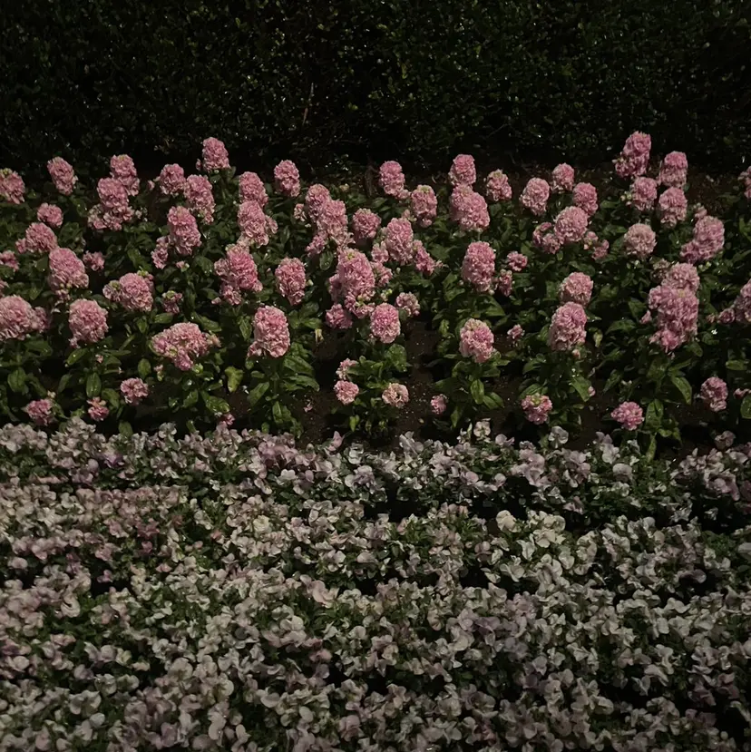 鈴木 美希の掲載