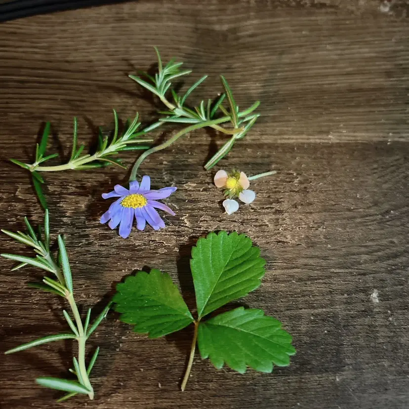 Konno Manamiの掲載