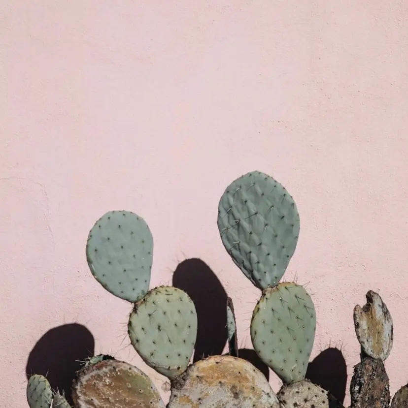 吉野 華乃の掲載