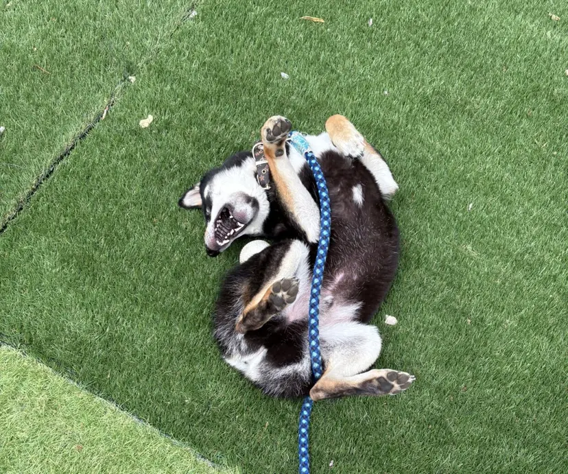 alpha松戸 🍓武田さくら🦊の掲載