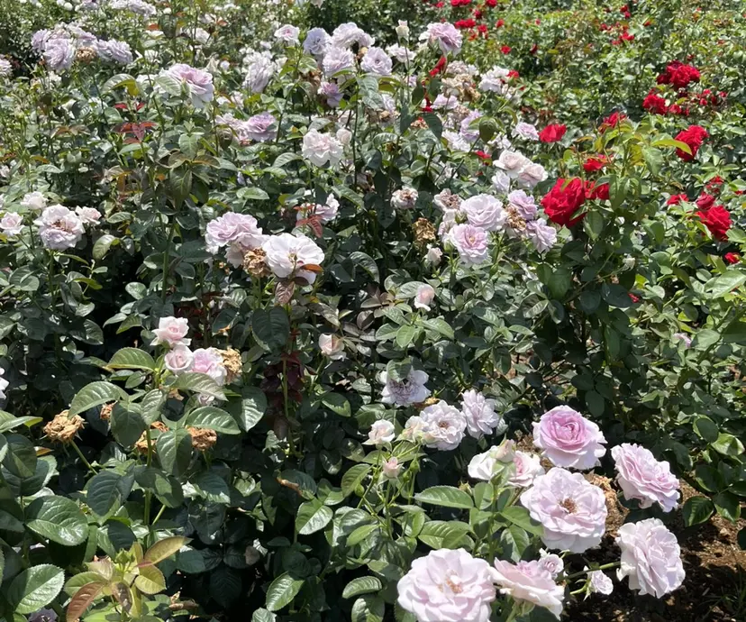 新百合ヶ丘frau マツエク🎀HANAの掲載