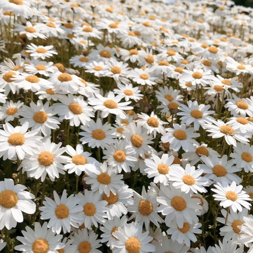 color couture みほの掲載