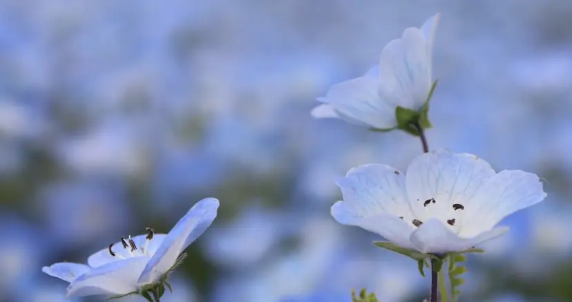 佐々木 里紗の掲載
