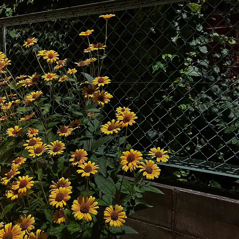 メリーラッシュ青森店 長谷川の掲載