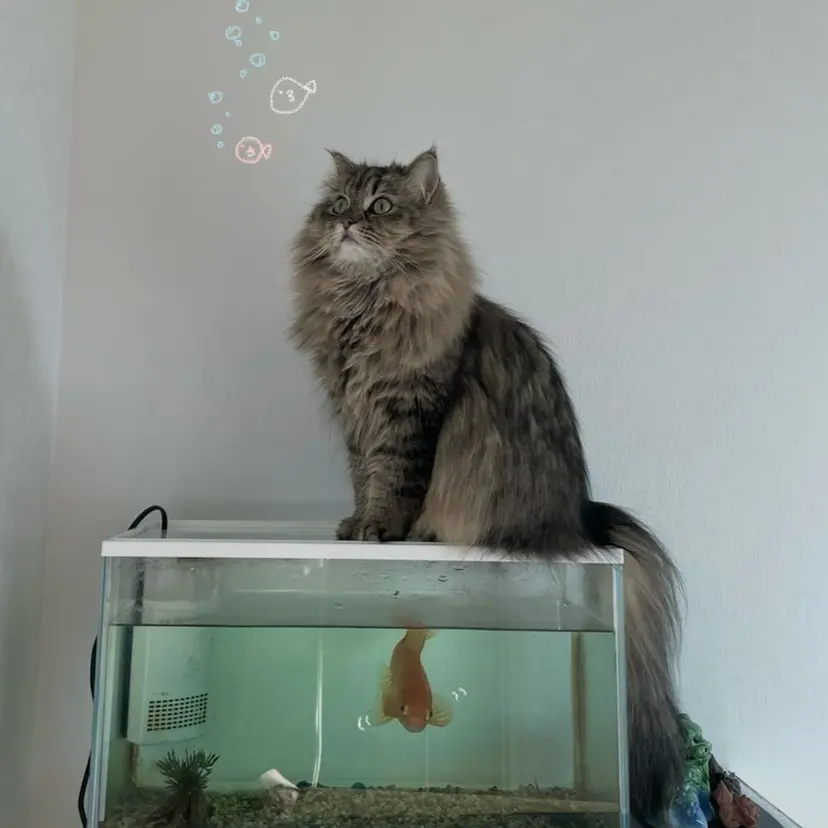 國分 美空の掲載