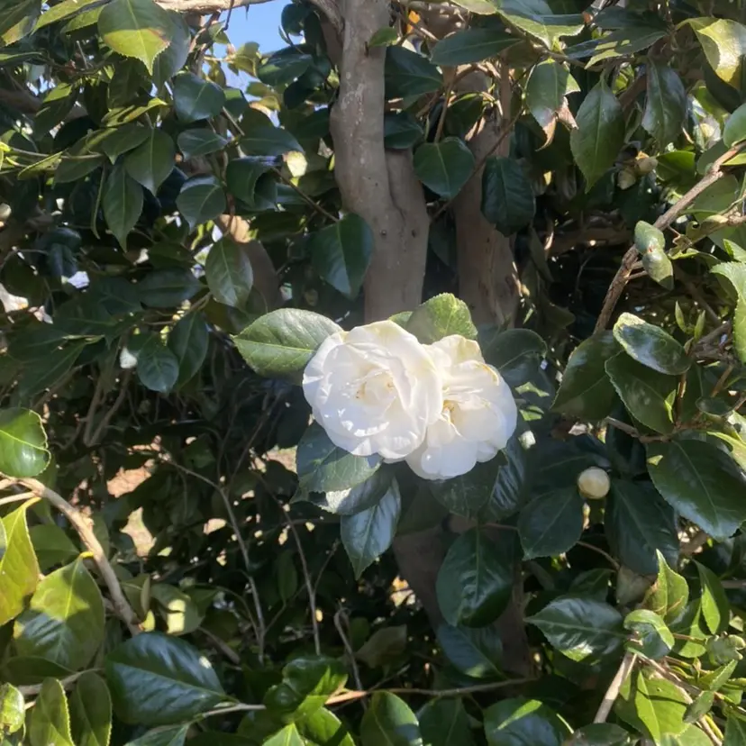 伊賀 海優の掲載