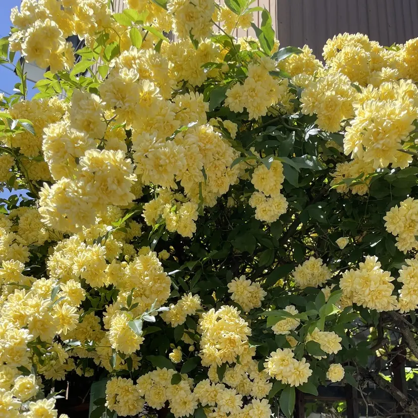 ブリーチ無し透明感 カラー🎀rencaの掲載