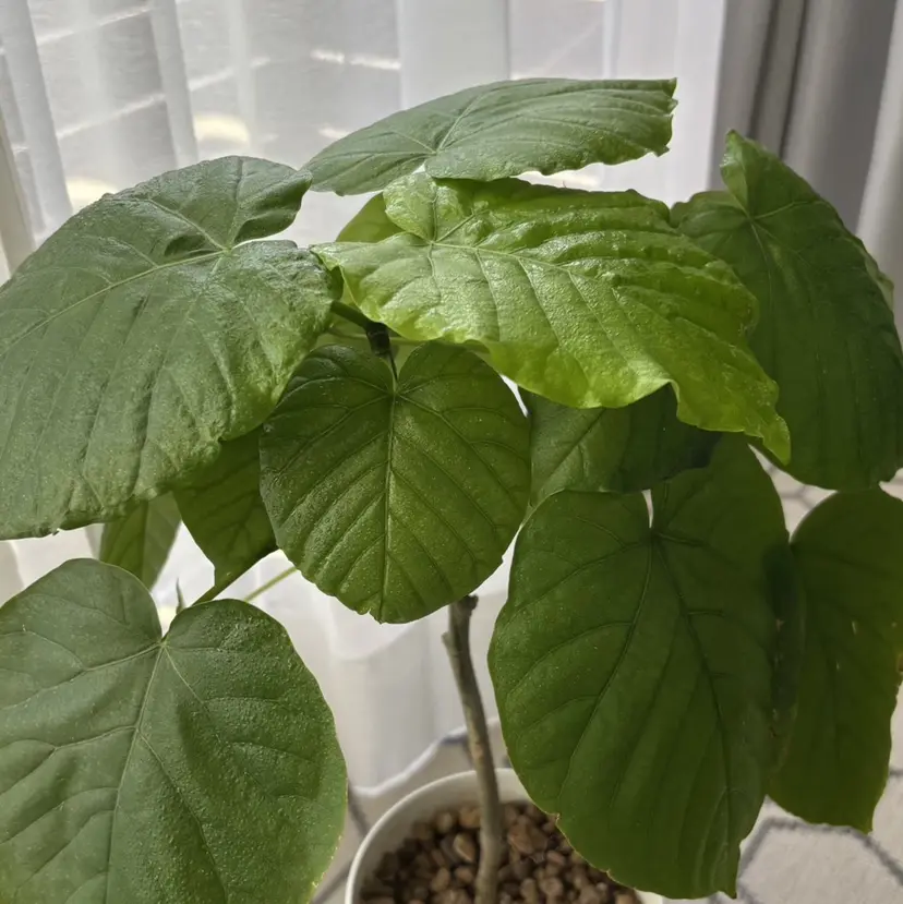 焼津市三和 MASUDAの掲載