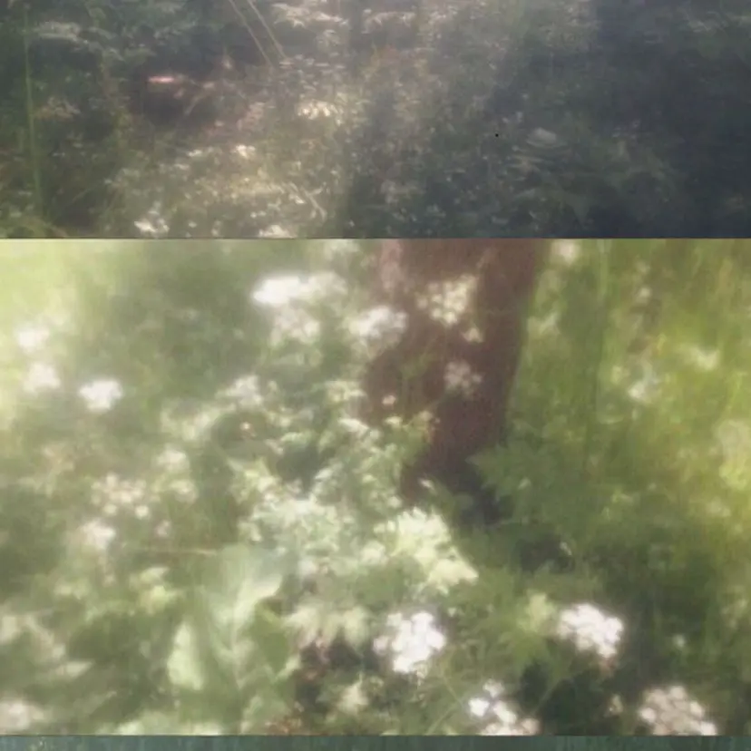 ネイル/ SUIの掲載