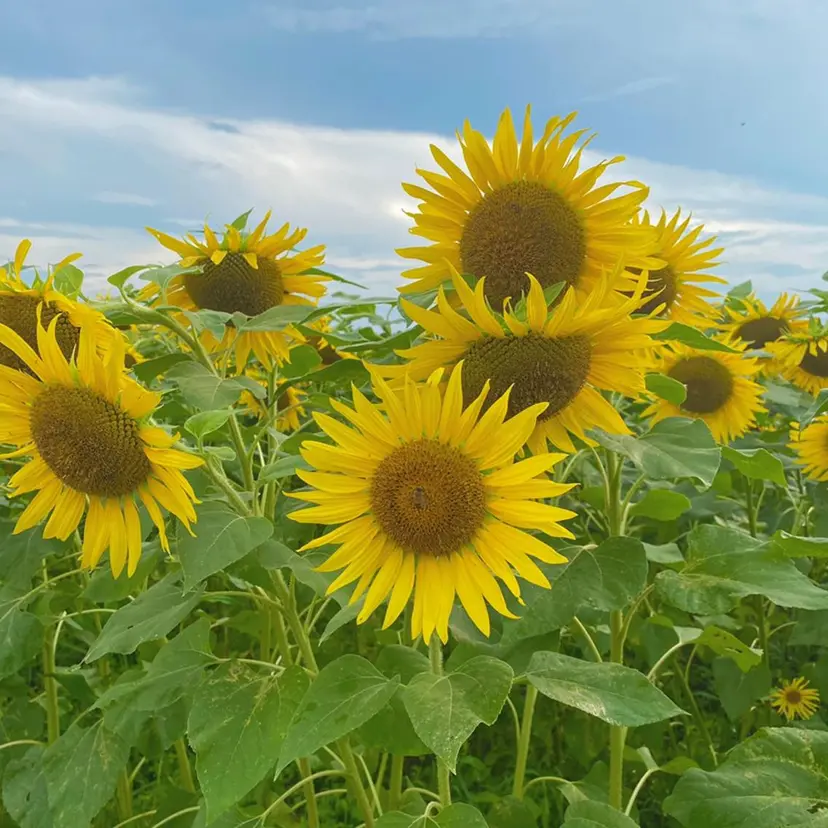 石田 菜月の掲載