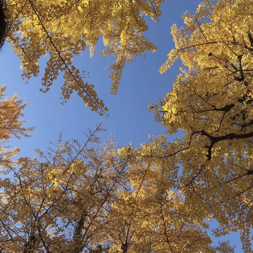 上野台 彩加の掲載