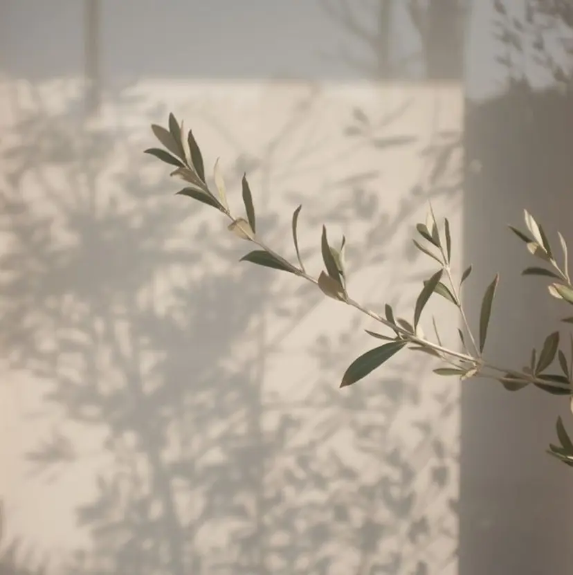 柔らかなカラーを 🫧Himari🌻の掲載