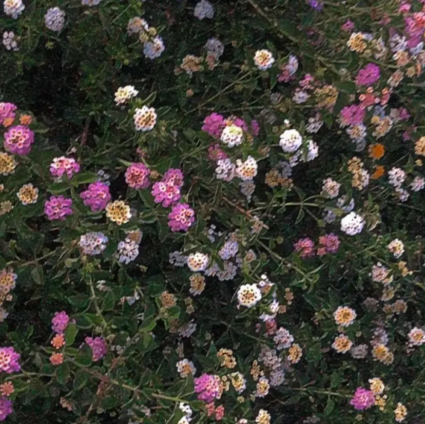 Nabinyu🦋 yumaの掲載