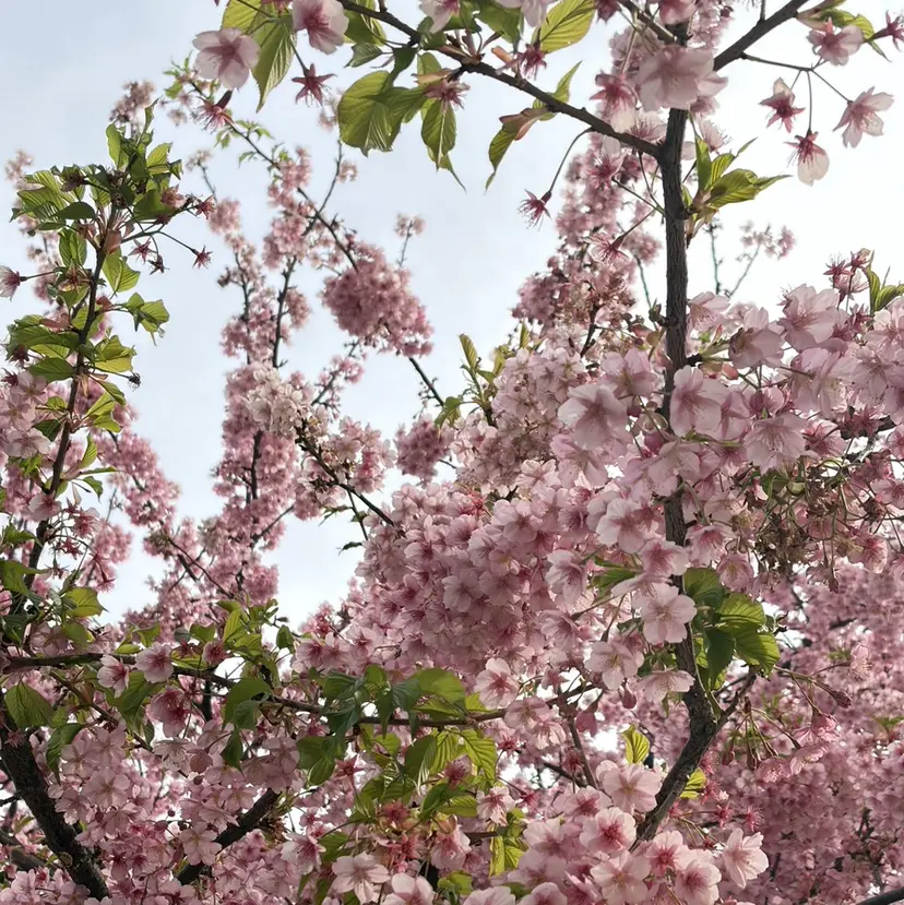 松本｜似合わせ眉 ×まつげパーマの掲載