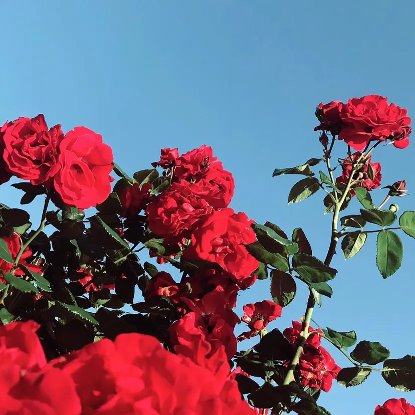 mio/【日本橋】 パーマモデルの掲載