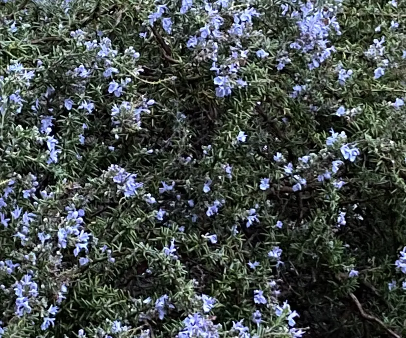 プラスアイ千葉東口店 mamico🎧の掲載