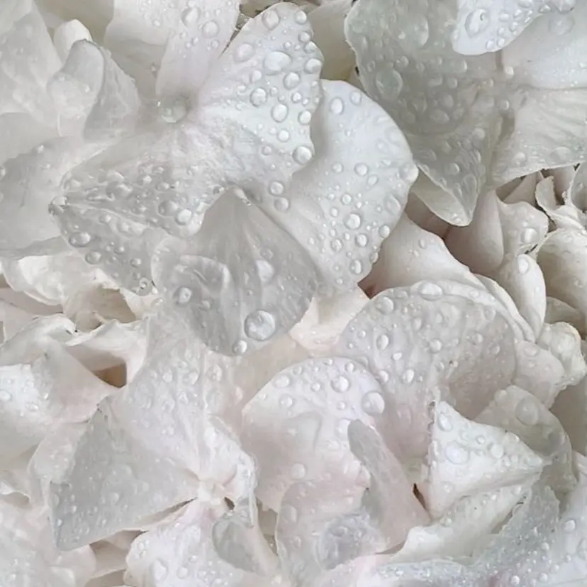 ボブカットモデル 募集🎀🐾MIYUの掲載