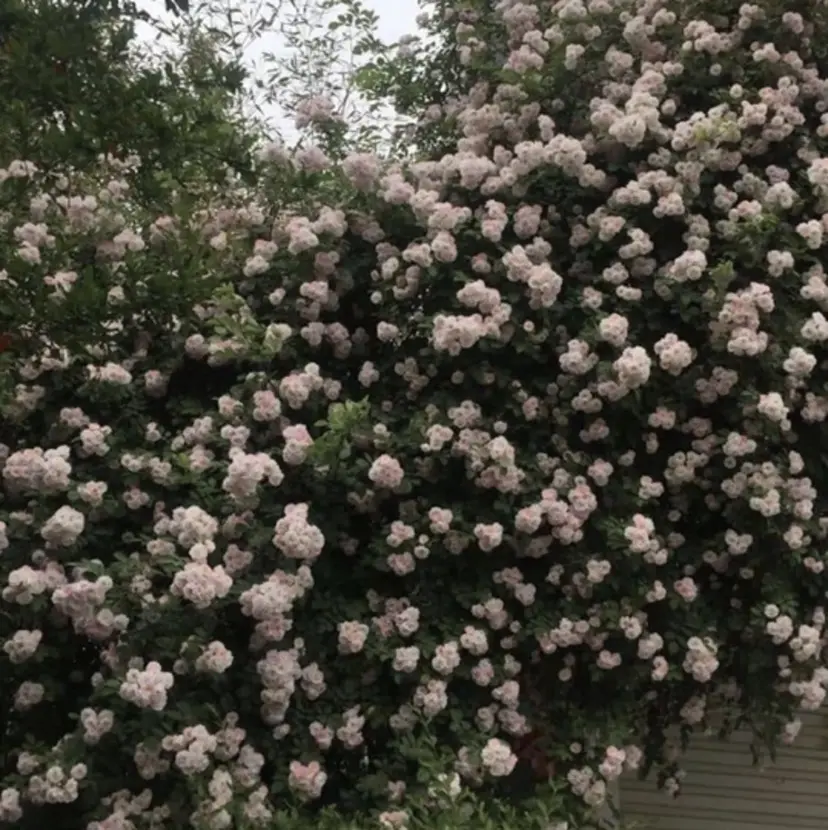 ᴀɴᴊɪ♡束感まつ毛 /京都の掲載