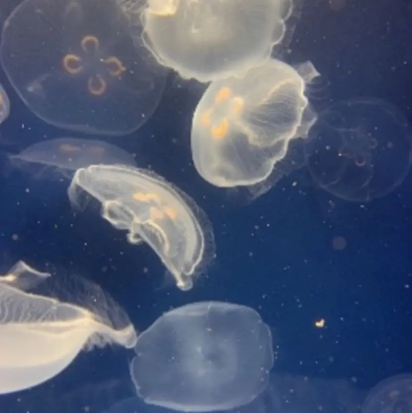 pupe もえの掲載