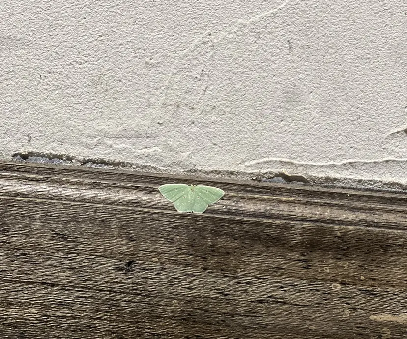 ヒロモト アサカの掲載