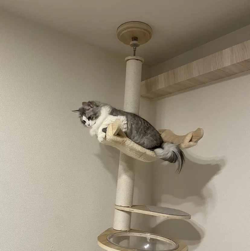 Bianca🫧 SHIMIZU🩰の掲載