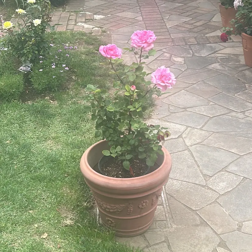 カシェリタ🌛 ハルナの掲載