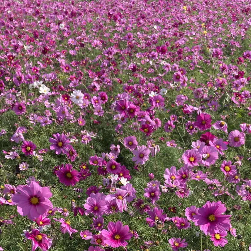 久貝 莉子の掲載