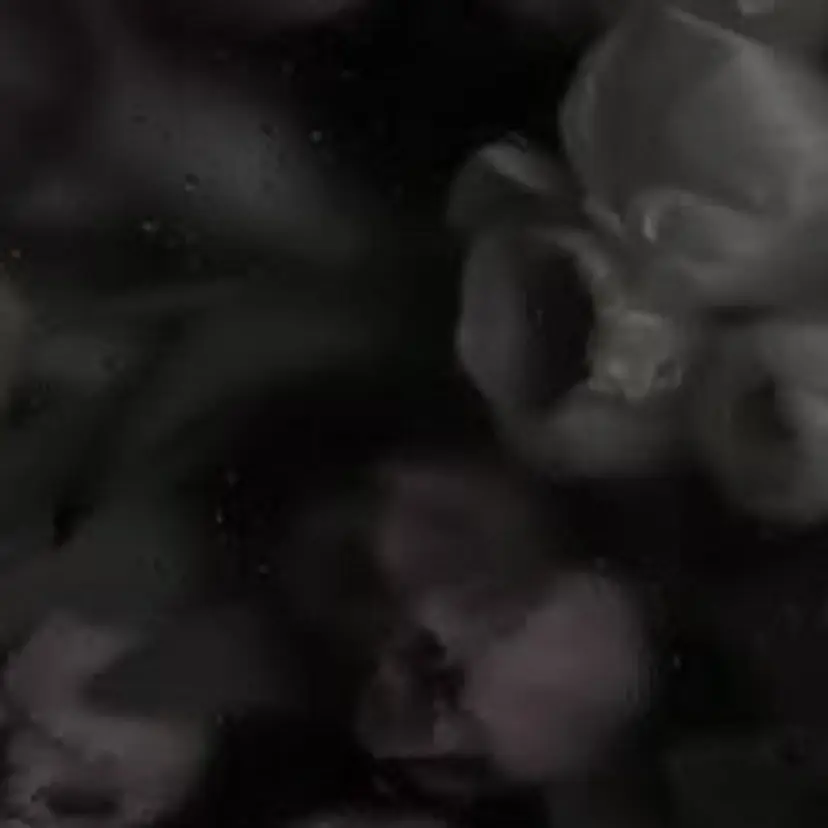 西澤 綺羅の掲載