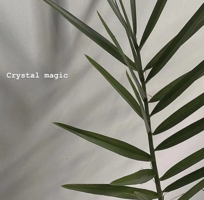 スギヤマ リナの掲載