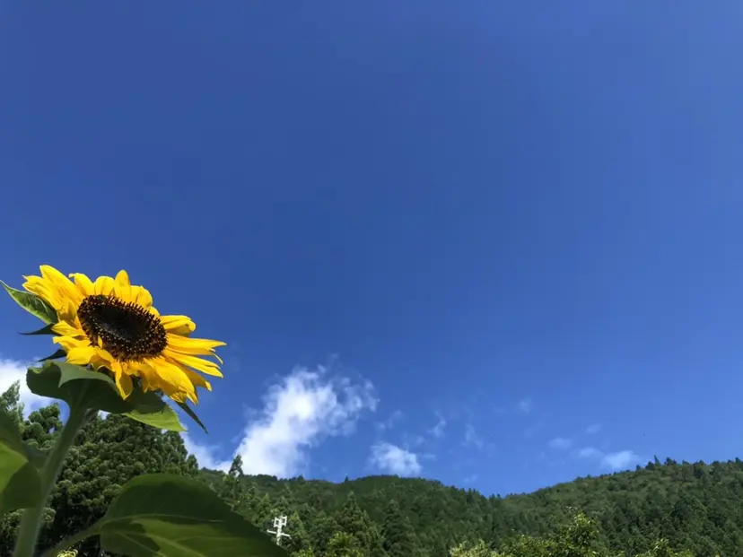 SHINE 谷村の掲載