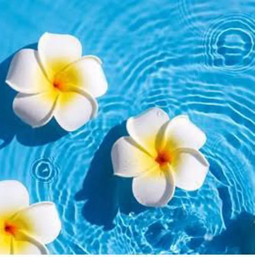 Melia by attrait🌿杏の掲載