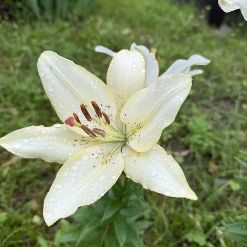 mito.ボブ/ ショート　みなよの掲載