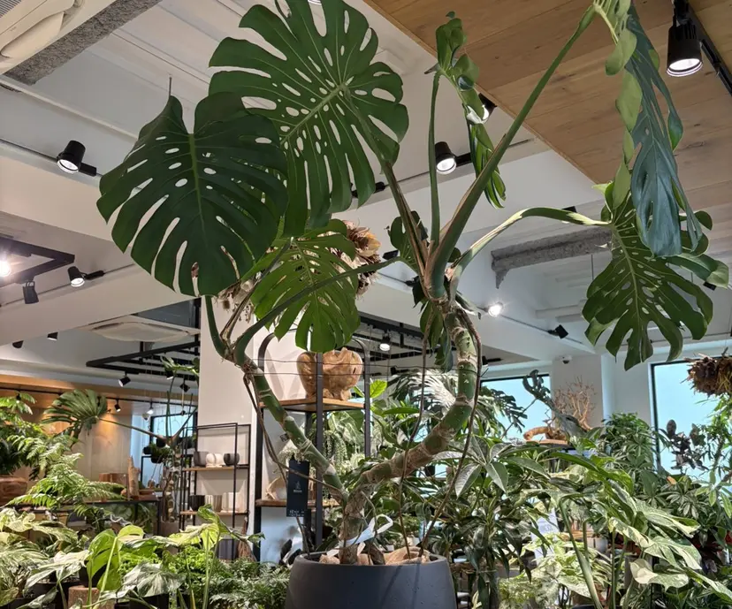 Hair Place SoL 磯淵蓮の掲載