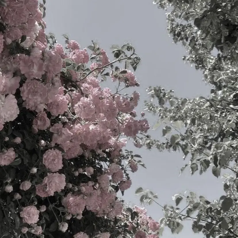 yamaguchi riho🎀の掲載