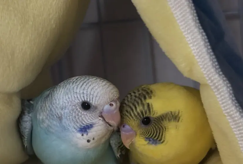 Natsumi _RIRANの掲載