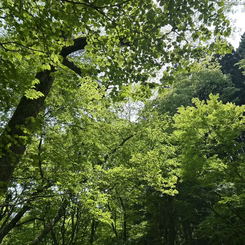 GLUCK eyebrowの掲載