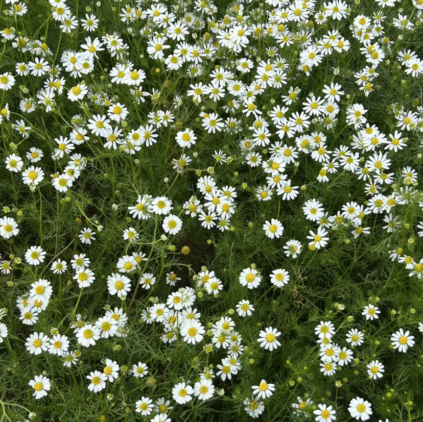 Retia フセの掲載