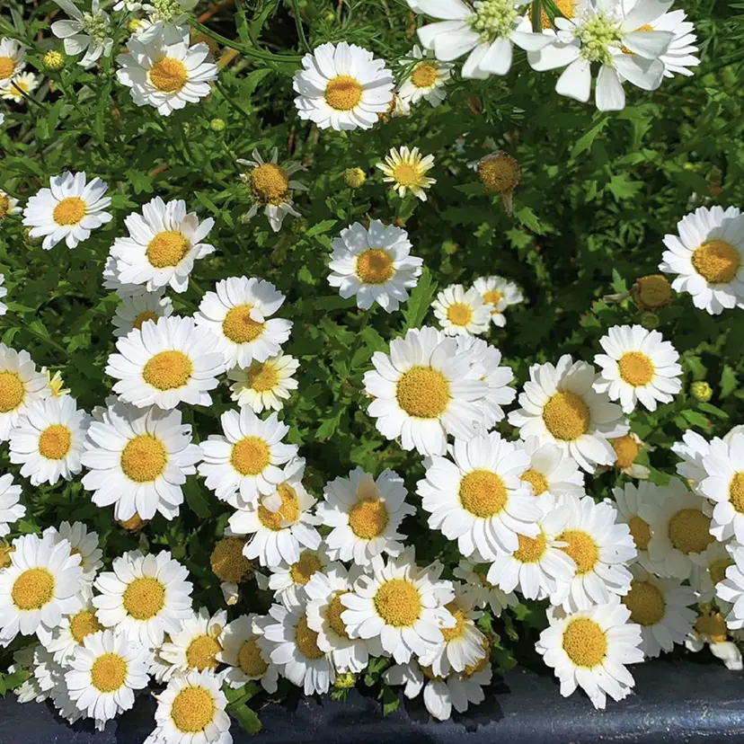 Tink 黒沼梨香の掲載