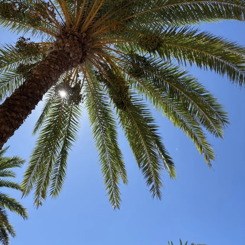 Maazlash SHIZU🌙の掲載