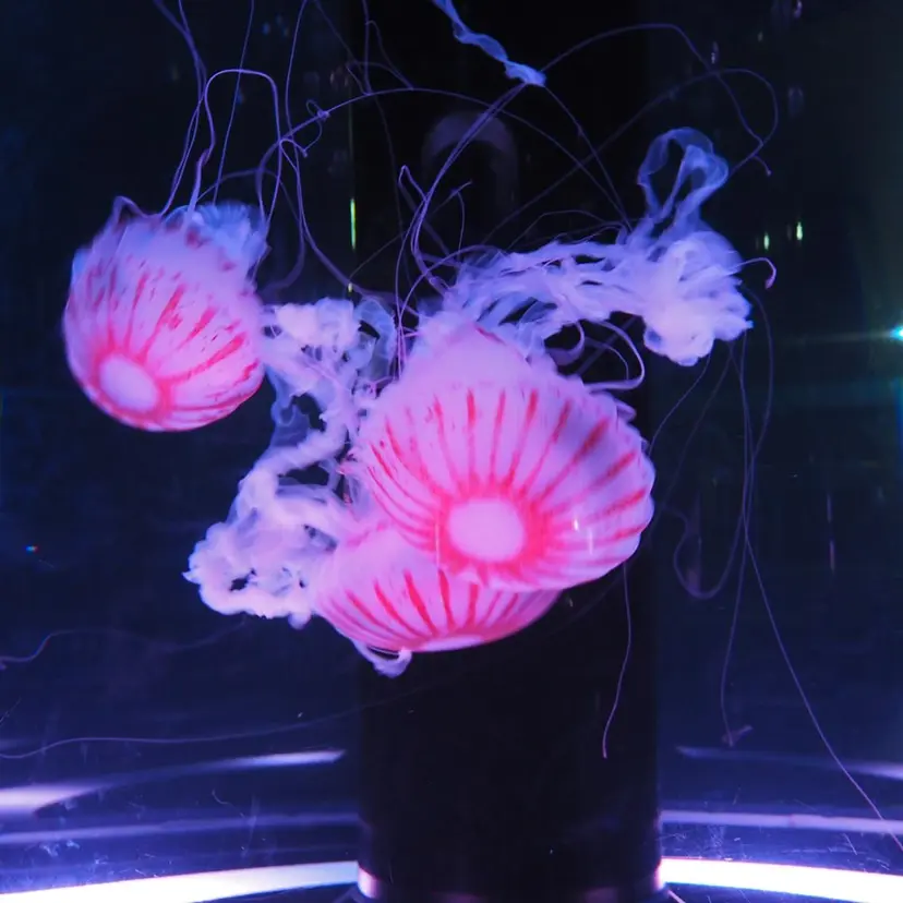 ♚Honoka♚ カラーモデル募集中の掲載