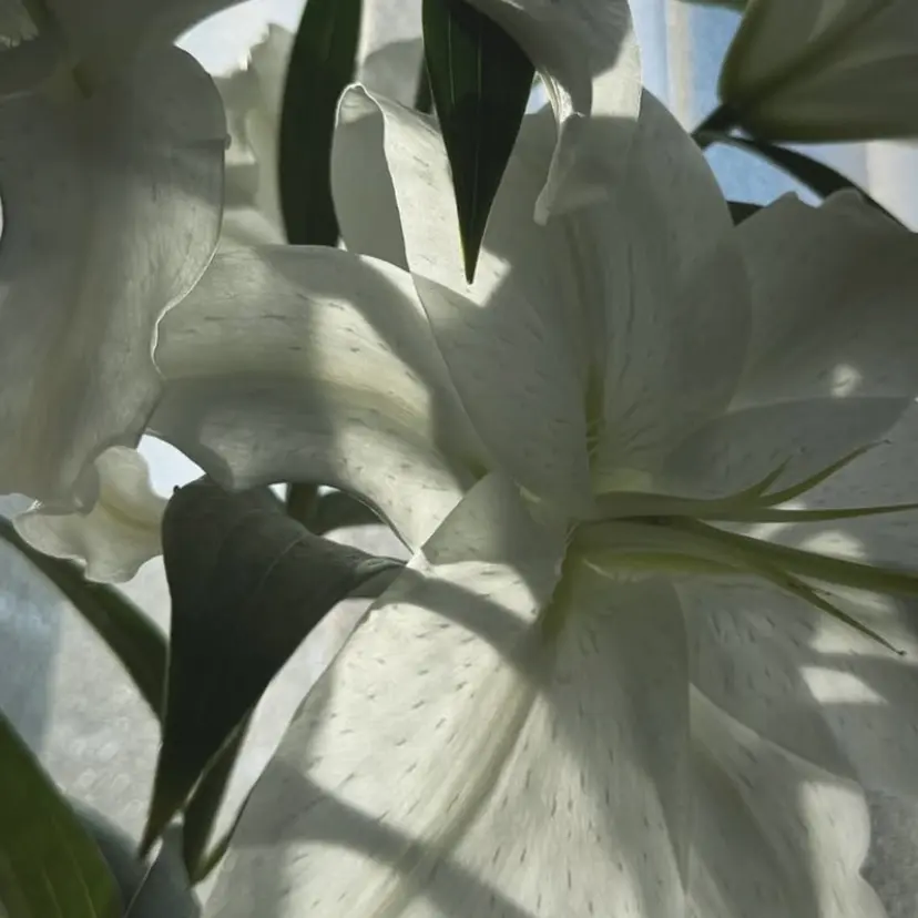 野本 梨里奈の掲載