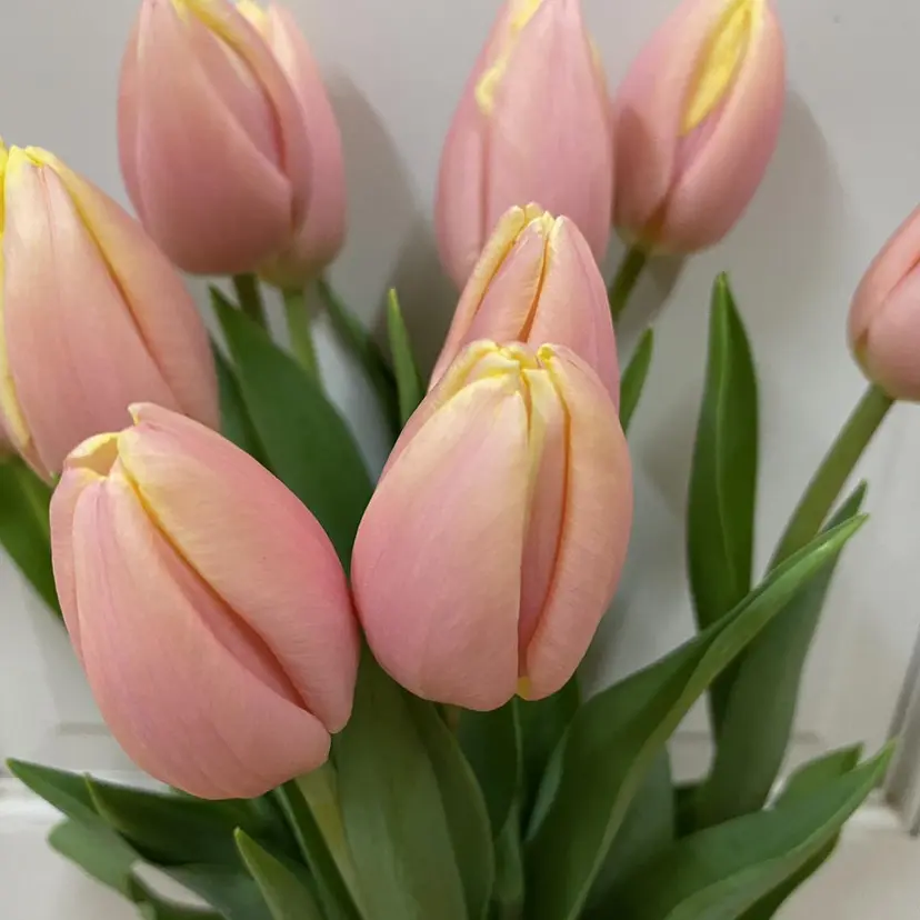 池西 佳穂の掲載