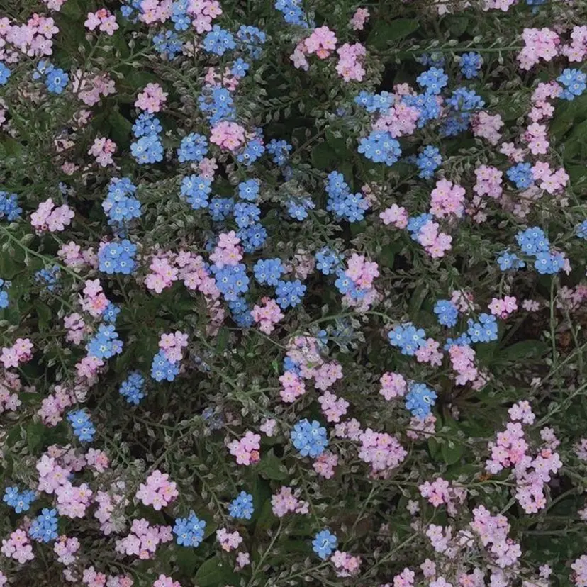 暖色カラー🍒ྀི Riona🎀の掲載